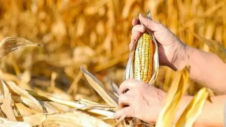Mi várható idén kukoricafronton? – Indul a szezon (I. rész)