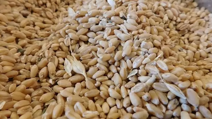 Budapesten rendezik a Vetőmag Világkongresszust