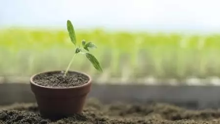 Talajoltás innovatív gazdálkodói tapasztalattal – Biofil talajoltó baktériumkészítmények 