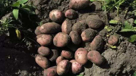 Miért fogy a magyar burgonya? – A termesztési tényezők hatása a termésmennyiségre és -minőségre