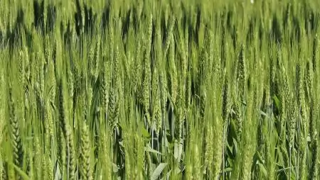 Még többet adunk!  – Kalászosok gyomirtása DuPont-technológiával