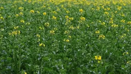 Tudta-e, hogyan növelheti a nitrogéntrágyák hatékonyságát? – A kénhiány első látásra nehezen különböztethető meg a N-hiánytól