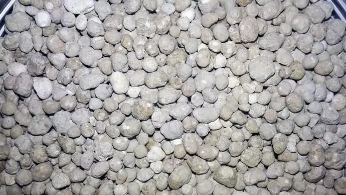 TOP (PHOS) eredmények a kukorica termésversenyben