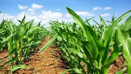 Van megoldásuk a kihívásokra – Új hibridek és innovatív megoldások a Syngentától