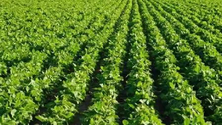 Haladni a változó kihívásokkal – Simon Zoltán növényvédős nehezített pályán dolgozik – és élvezi