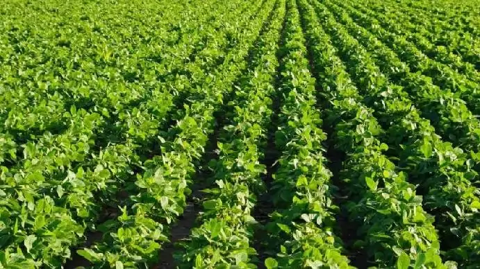 Haladni a változó kihívásokkal – Simon Zoltán növényvédős nehezített pályán dolgozik – és élvezi