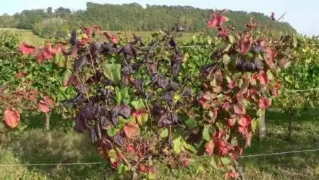 Magasabb összegű támogatás a szőlőkabóca-védekezéshez