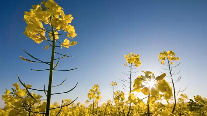 RAPOOL: tavaszi repce technológiai javaslatok