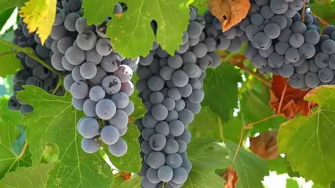 A hegyközségek tanácsa tervet dolgoz ki a szőlőértékesítés szabályozására