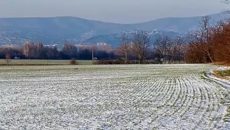 Megkezdődött a fagykár felmérése a mezőgazdaságban