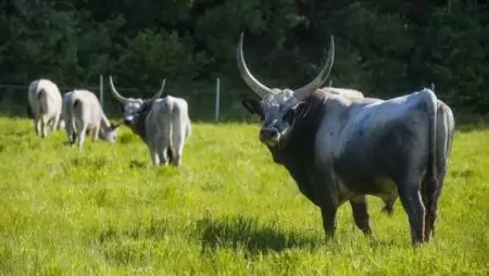 Beadhatóak az állati génmegőrzési pályázatok