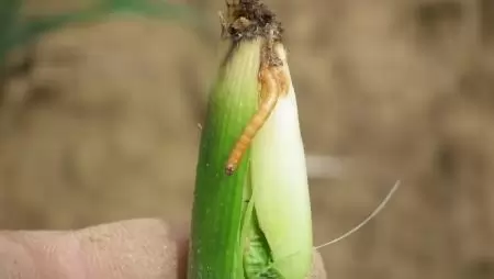 TALAJLAKÓ KÁRTEVŐK ELLEN KENTAUR 5 G + RADISTART ALGIT KEVERÉK!