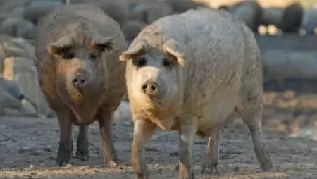 Hagyományos állatfajtáink kiemelt tájvédelmi jelentőséggel bírnak