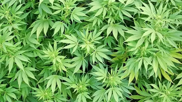 Kábítószer-termesztőket és -kereskedőket fogtak el Borsodban