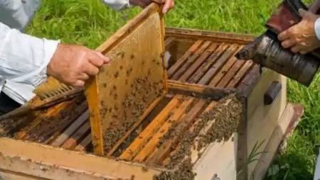 Ismét igényelhető a méhészeti támogatás