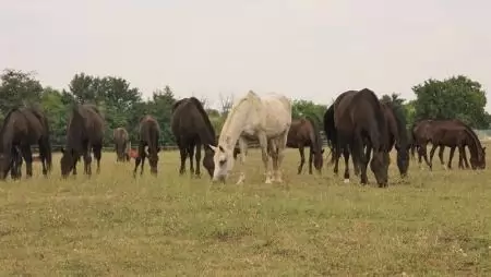 Adottak a stabil gazdálkodás feltételei Mezőhegyesen