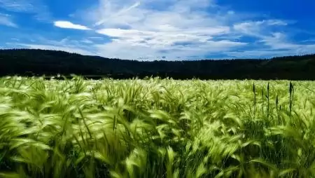 Mezőgazdaság és élelmiszeripar nélkül nincs ütőképes magyar gazdaság