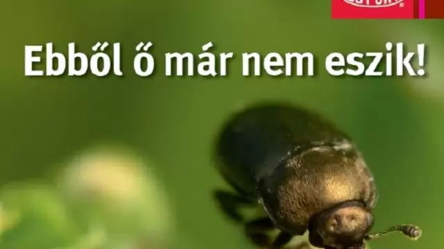 Hatékony védekezés a repcefénybogár ellen DuPont technológiával