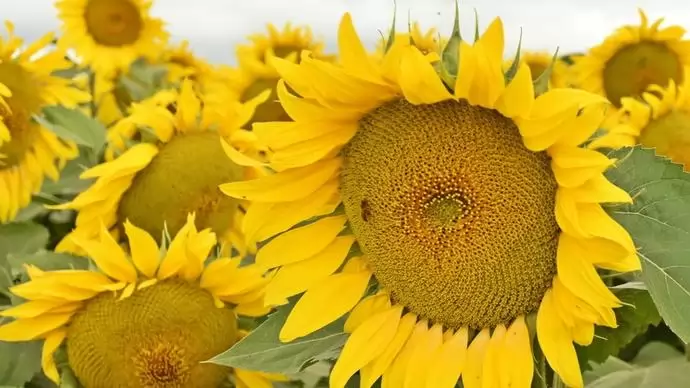 SAATEN-UNION. CLEARFIELD PLUS NAPRAFORGÓHIBRIDEKBEN IS ELÖL.