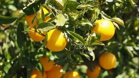Hisztérikus narancspiac: Brazília bajban, rekordnak örül Tunézia