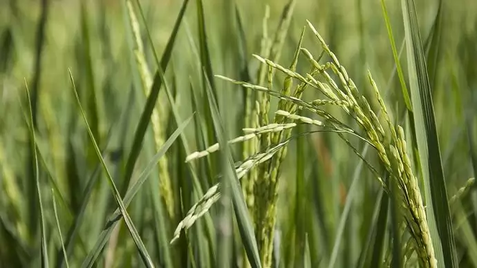 Miért nem termel több rizst Nigéria?