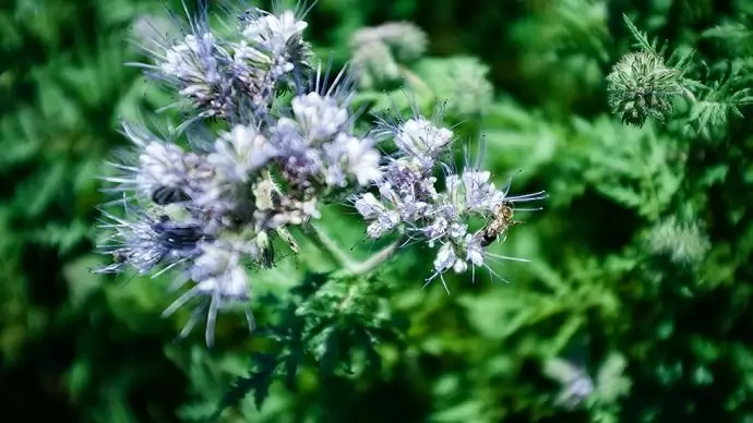 Ismét divatos lehet az ugar