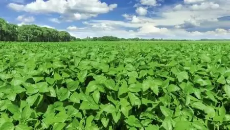 Ők már értik a szóját