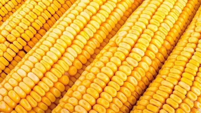 A jó teljesítményhez a növényeket etetni kell