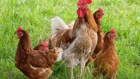 Madárinfluenza miatti vis maior bejelentés a baromfi állatjóléti támogatásnál