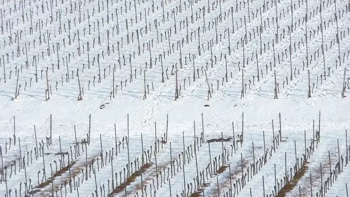 Április 15-ig jelenthető be a téli fagykár a 2017-es kárenyhítési évre