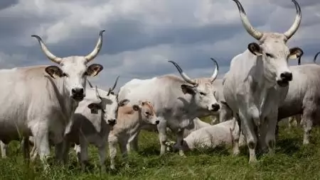 Stratégiai megállapodás a magyar szürke szarvasmarha biotermékké válása érdekében 