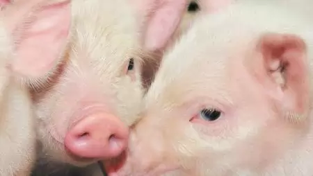 Kiszolgáltatottságra szerződve – A MOSZ a termelők későn (vagy soha nem) megkapott fizetségéről