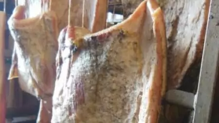 Egérrágta disznósajt és elborzasztó körülmények egy húsboltban