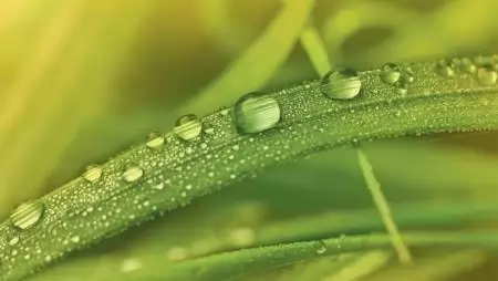 Fenoxiherbicidek a növényvédelemben