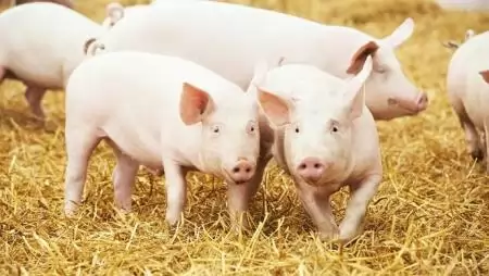 Önkormányzati vágóhidat avattak Hajdúböszörményben