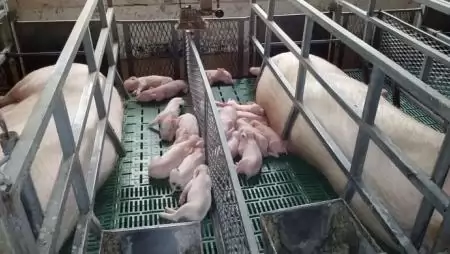 Beadhatóak a 2017-18-as tenyészkoca állatjóléti támogatási kérelmek