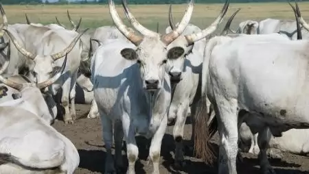 Kétezer karakter a magyar állattenyésztésről