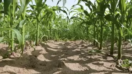 Nem a gyomirtón múlik