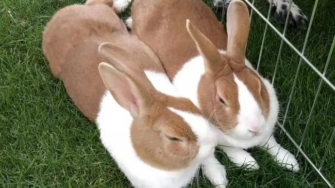 Mi van a nyúlon túl?