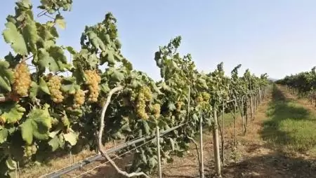 Épülőben a Szőlő Minőségbiztosítási Program