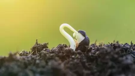 Az élettel teli talaj a bő termés alapja