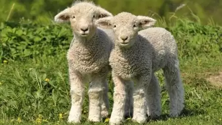 Az idén várhatóan kisebb lesz a húsvéti bárányexport a tavalyinál