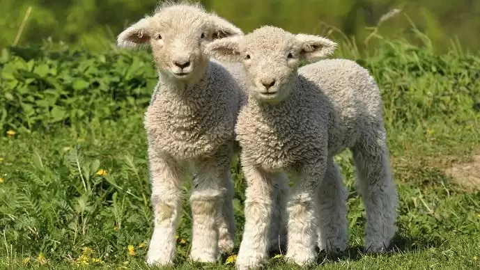 Az idén várhatóan kisebb lesz a húsvéti bárányexport a tavalyinál