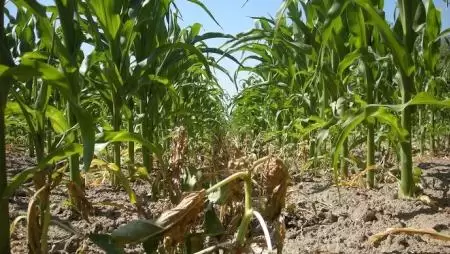 Biztonság és hatékonyság a kukorica gyomirtásban évről-évre