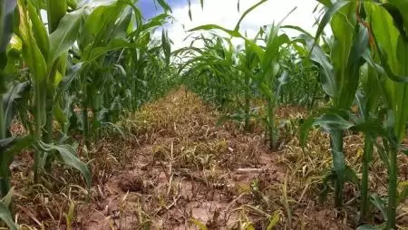 Miért érdemes a DuPont™ Principal® Plus Gold kukorica gyomirtó csomagot választani?