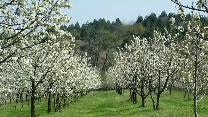 Jót tett a kertészeteknek és a gyümölcsösöknek a csapadék