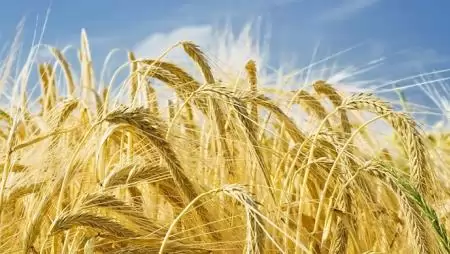 Új-zélandi farmer búzája döntötte meg a Guinness-világrekordot