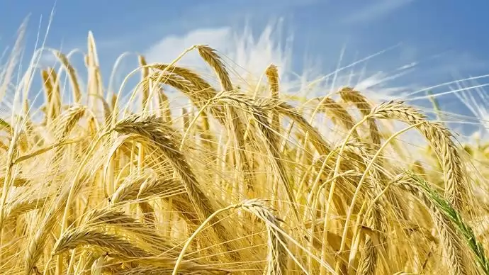 Új-zélandi farmer búzája döntötte meg a Guinness-világrekordot