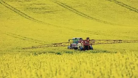 Nőtt a repce területe