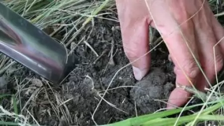 Április 30-ig kell érvényesíteni a szarvasgomba gyűjtési naplókat